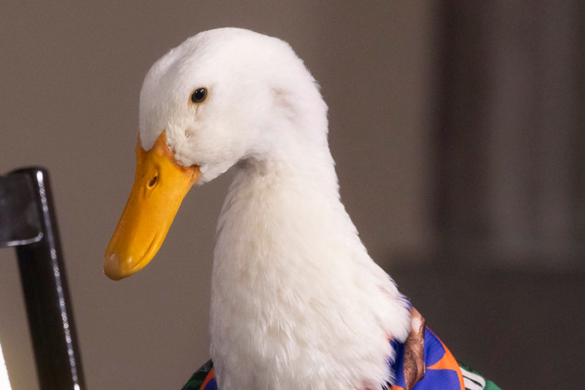 Intento de registro de marca del pato Merlín ante el IMPI