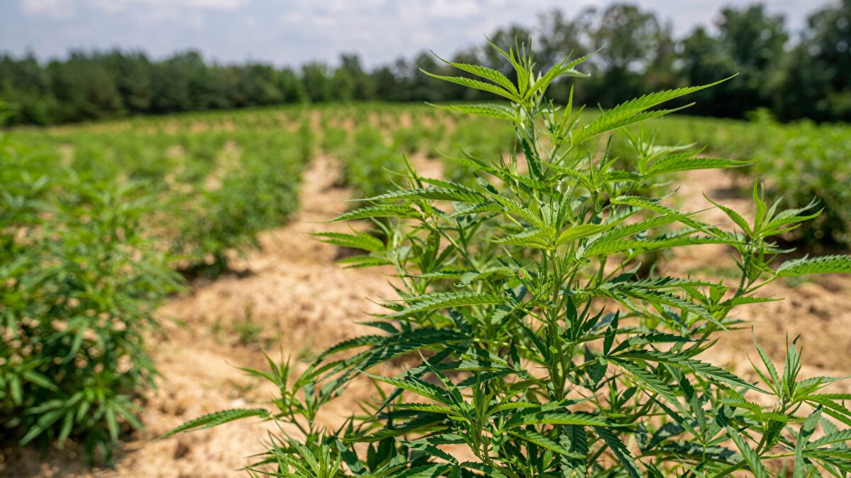 Pareja de agricultores de Lérida reclama un millón de euros por confusión con marihuana