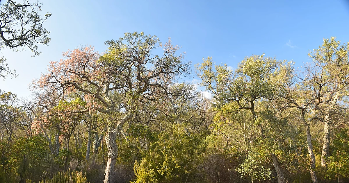 Los bosques españoles enfrentan sequía