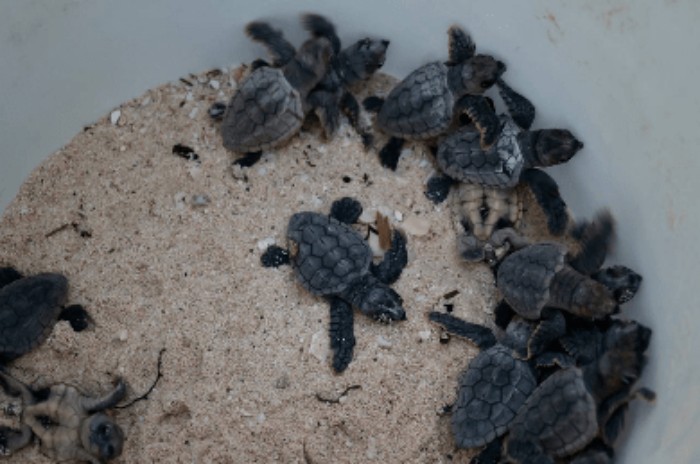 Piden no llevar mascotas a playas de Cancún para proteger anidación de tortugas