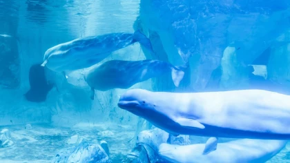 Belugas ucranianas del Oceanogràfic aprenden a comunicarse con compañeras valencianas