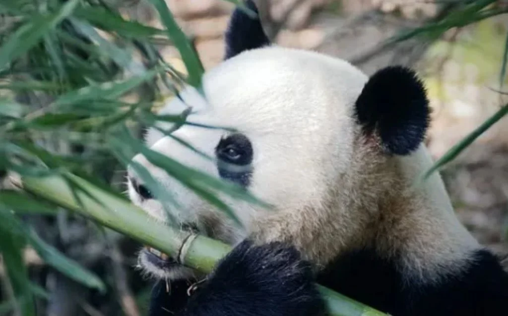Animalistas acusan a Buin Zoo de usar panda gigante como estrategia de marketing en Chile