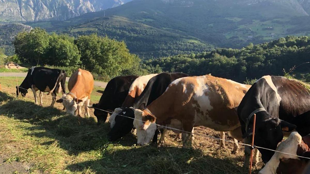 URA exige crédito al Gobierno asturiano para ayudas de la PAC y amenaza con movilizaciones