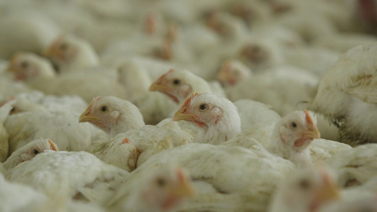 Ola de calor causa muerte masiva de pollos en Francia y dificulta retiro de cadáveres