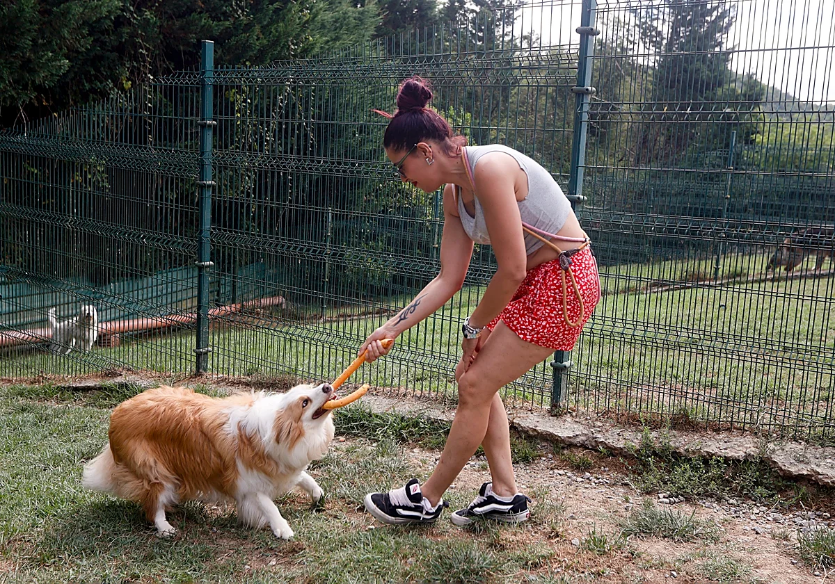 Experiencia de perros en un hotel durante el verano