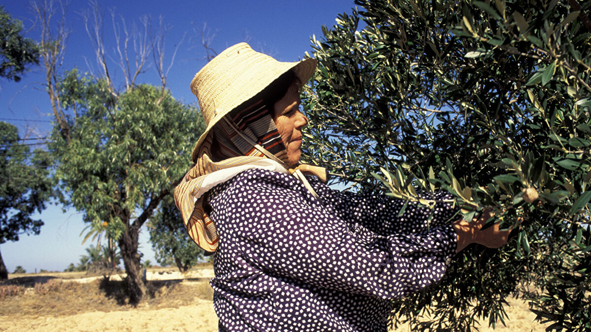 Importaciones de aceite de oliva marroquí aumentan casi 10,000% en España