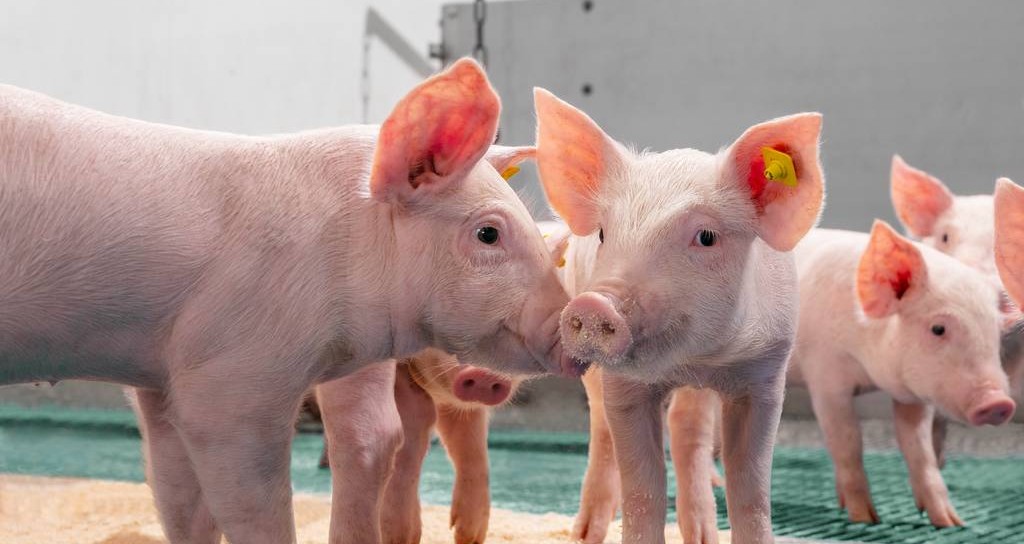 Prevenir enfermedades desde las granjas fortalece la inocuidad de los alimentos que consumen los costarricenses