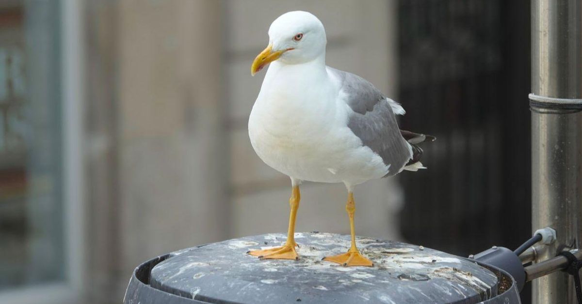 La gaviota patiamarilla se recupera en las Illas Atlánticas