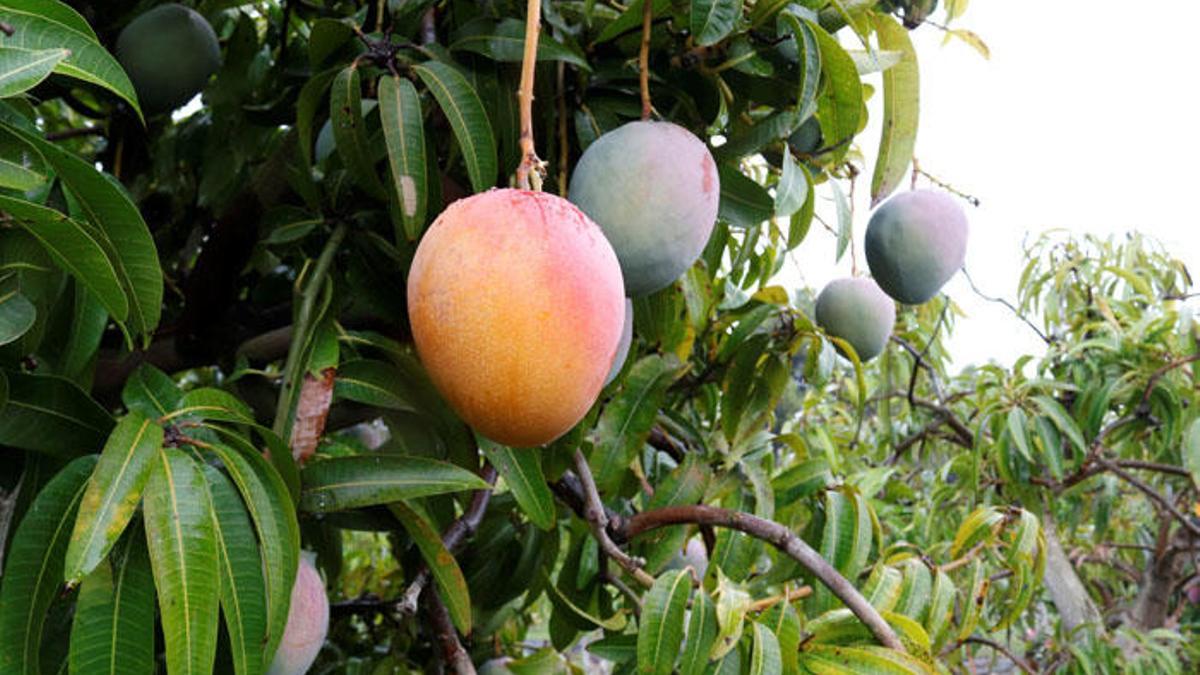 Alertan sobre venta de mangos inmaduros que afectan imagen internacional de la Axarquía