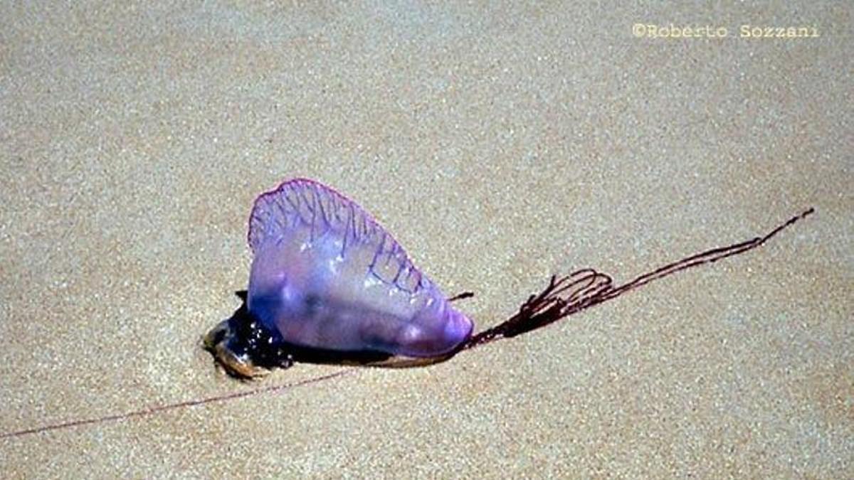 Aumento de carabelas portuguesas genera precauciones en playas de Gijón