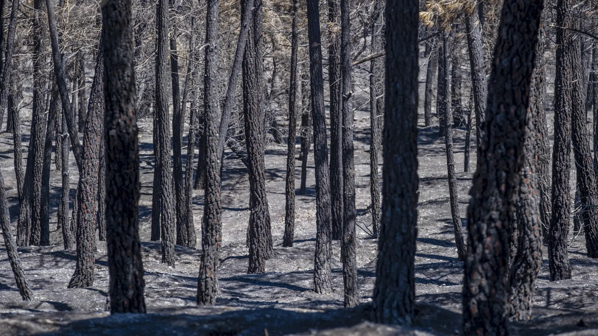 Incendio de La Mierla alcanza 26,000 hectáreas y vecinos regresan a Orés