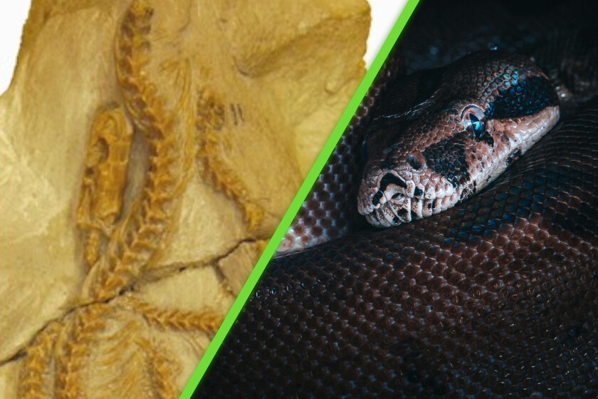 Serpiente de 34 millones de años hallada en EE.UU. replantea evolución
