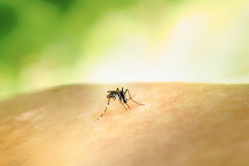 Uso incorrecto de DEET puede atraer mosquitos en lugar de repelerlos