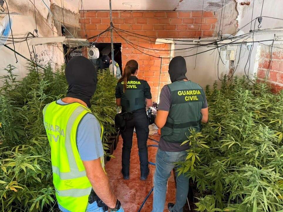 Desmantelan cultivo con más de 700 plantas en Baños de la Encina y detienen a dos personas