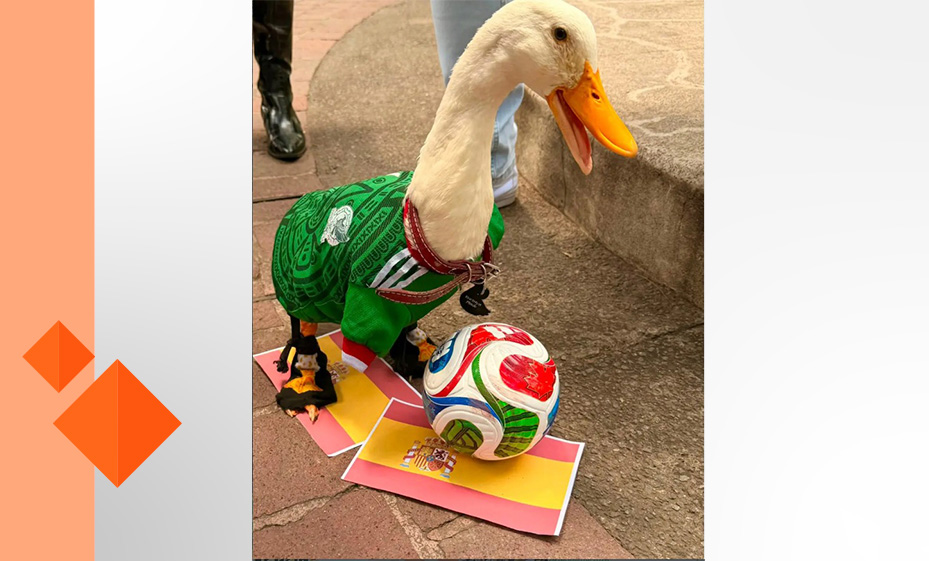 GHAPAD detecta venta de patos y aves en Morelia tras fama de Merlín