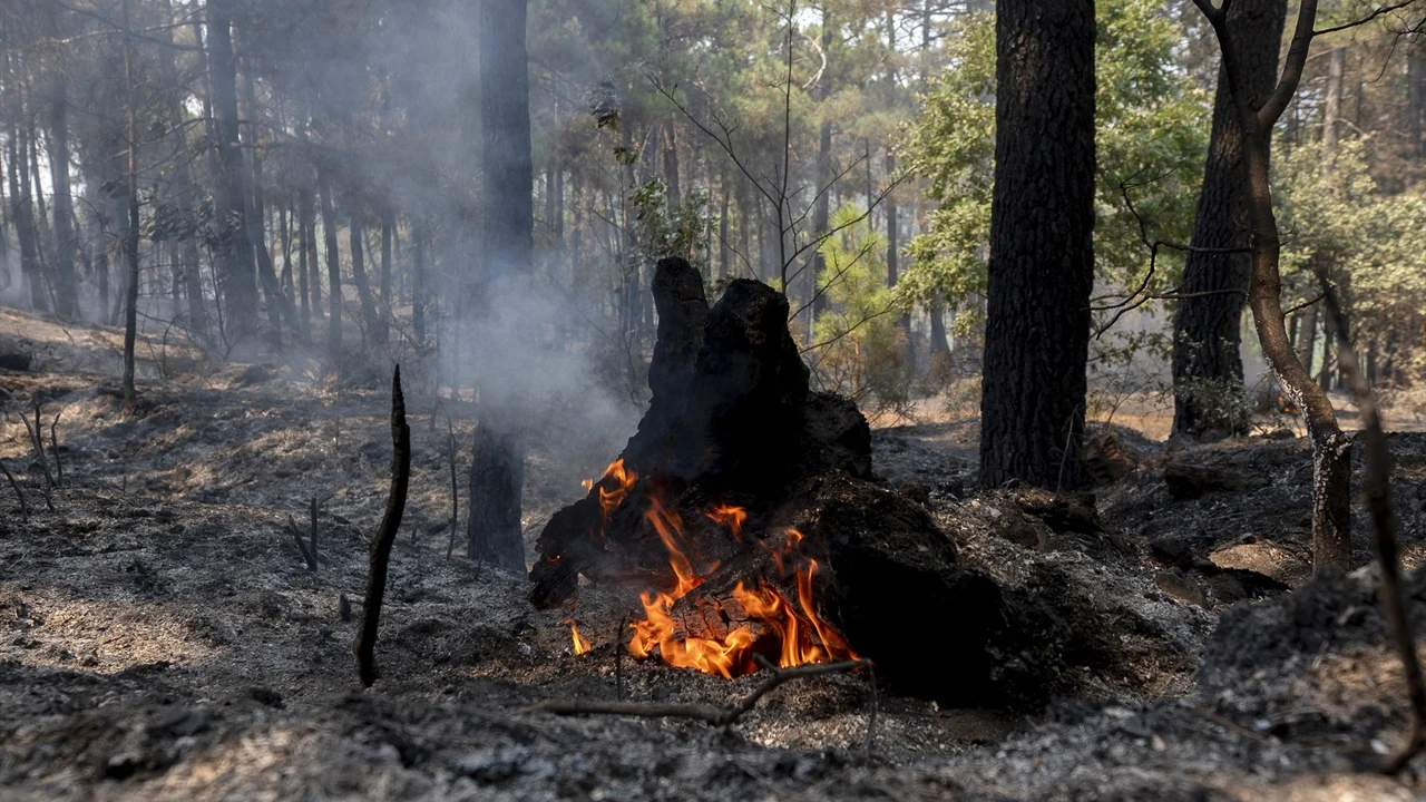 Incendios en España dejan más de 85,500 hectáreas quemadas