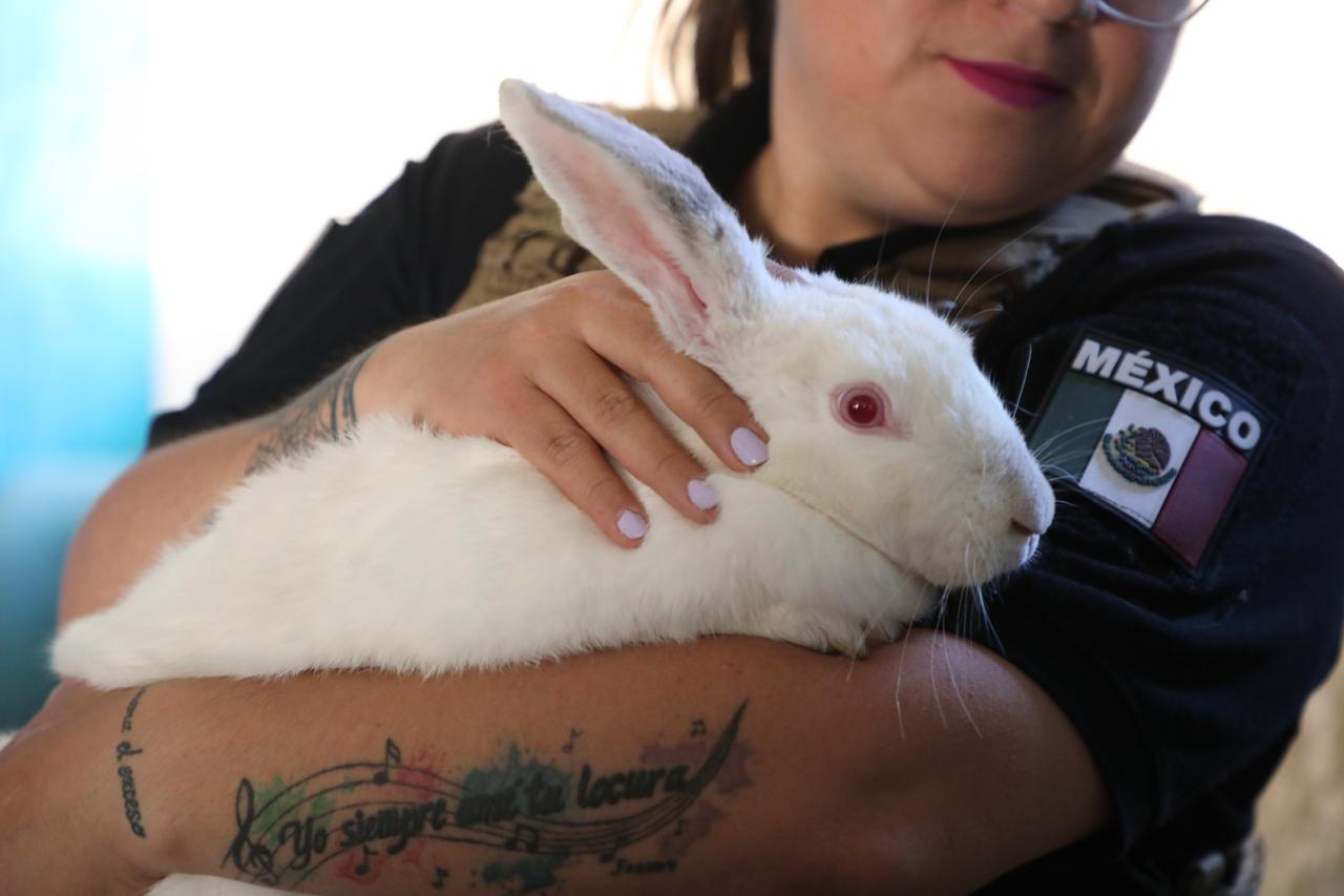 FGE abre 168 investigaciones por maltrato animal en primer semestre 2026