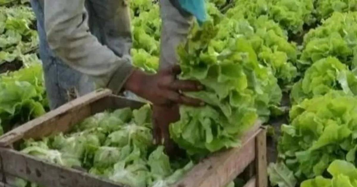 Realizarán nuevo censo hortiflorícola tras veinte años