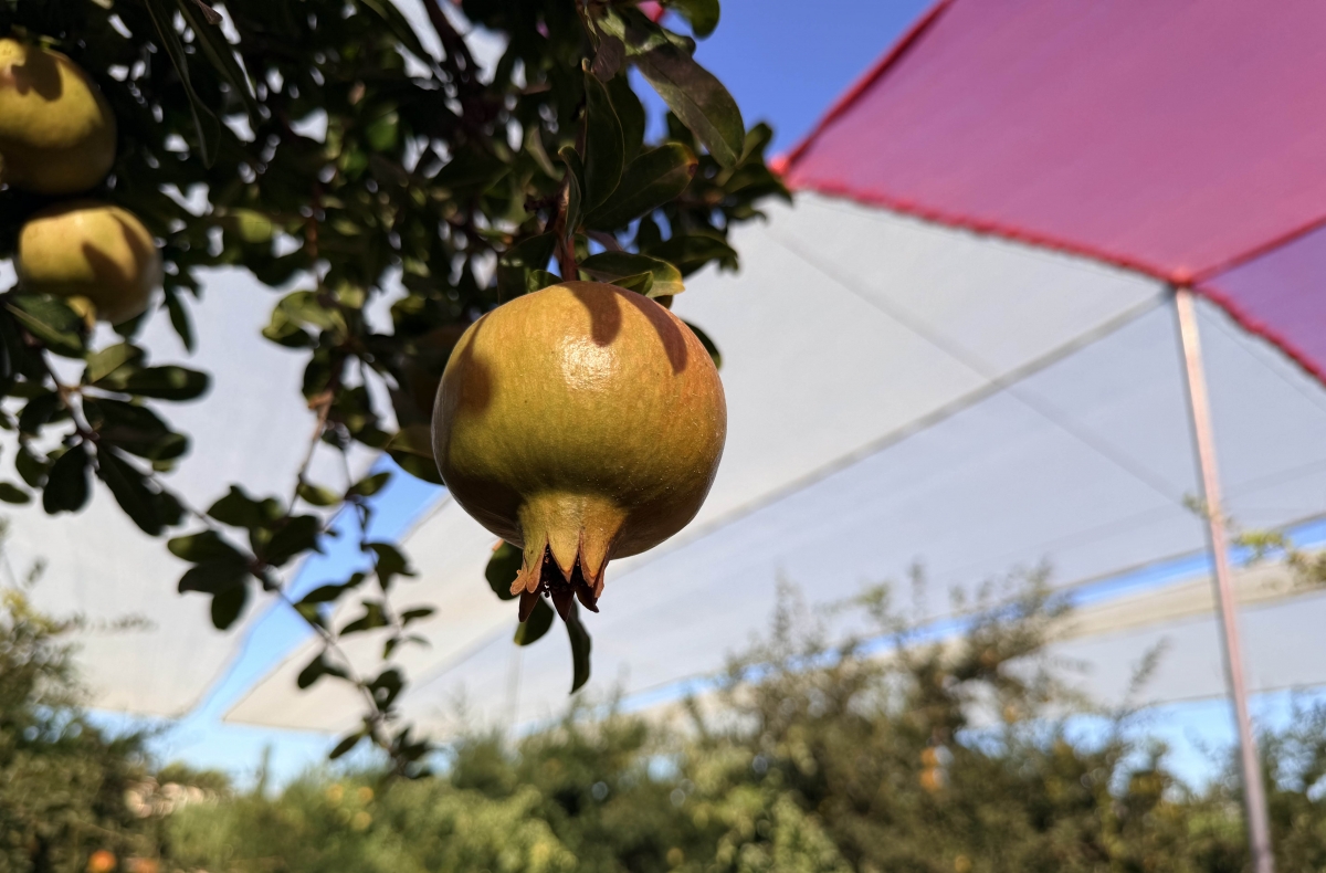 Proyecto 'Gramola' evalúa estrategias sostenibles para la granada mollar de Elche