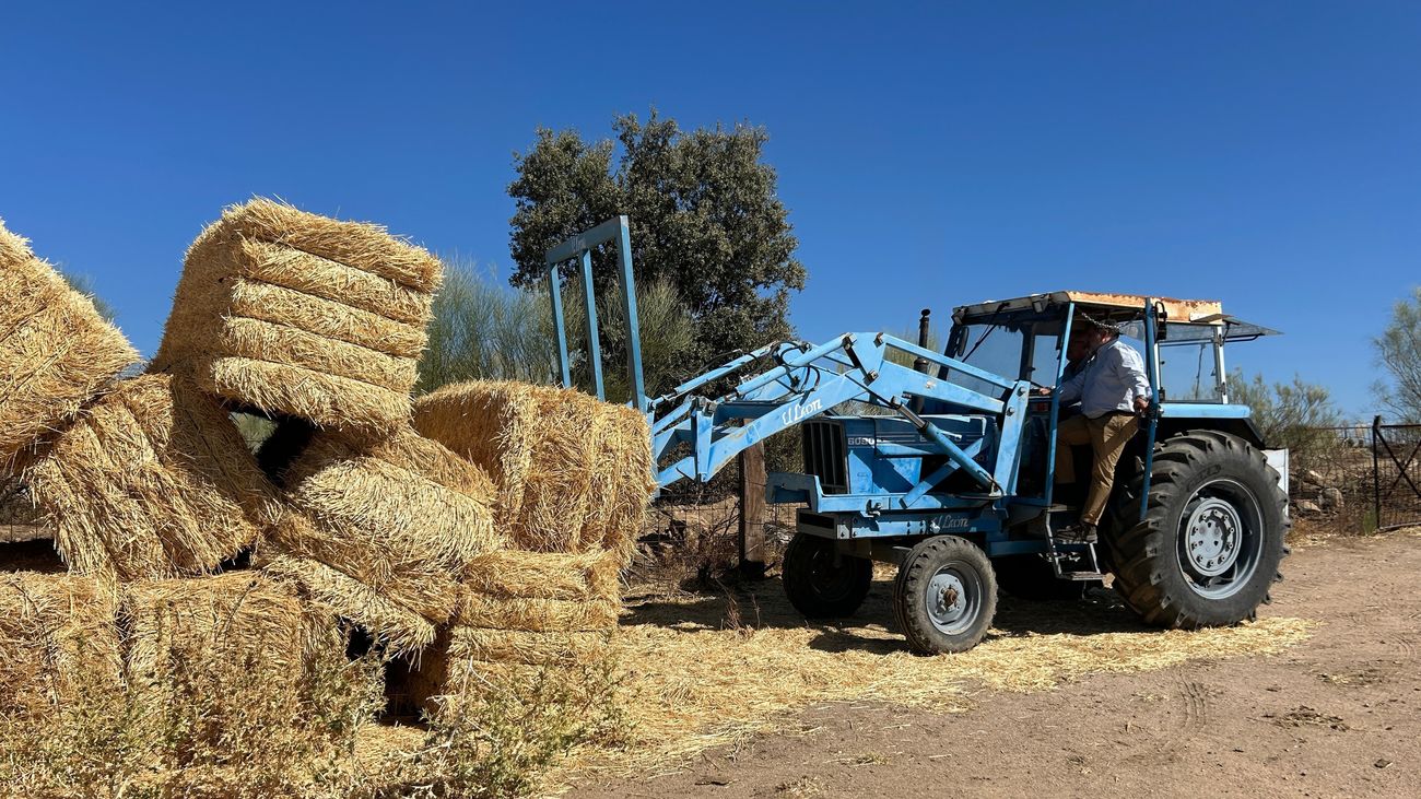 Medio millón de kilos de forraje para ganaderías afectadas por incendio en Sierra Oeste
