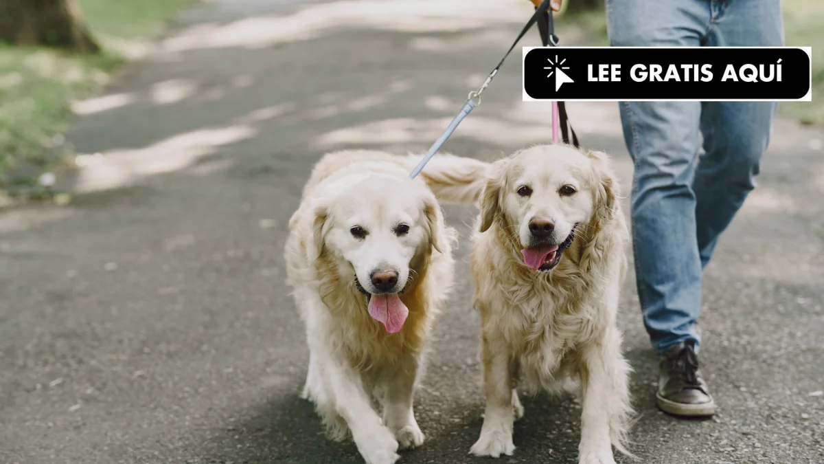 Personas hacen amigos y encuentran pareja gracias a sus perros