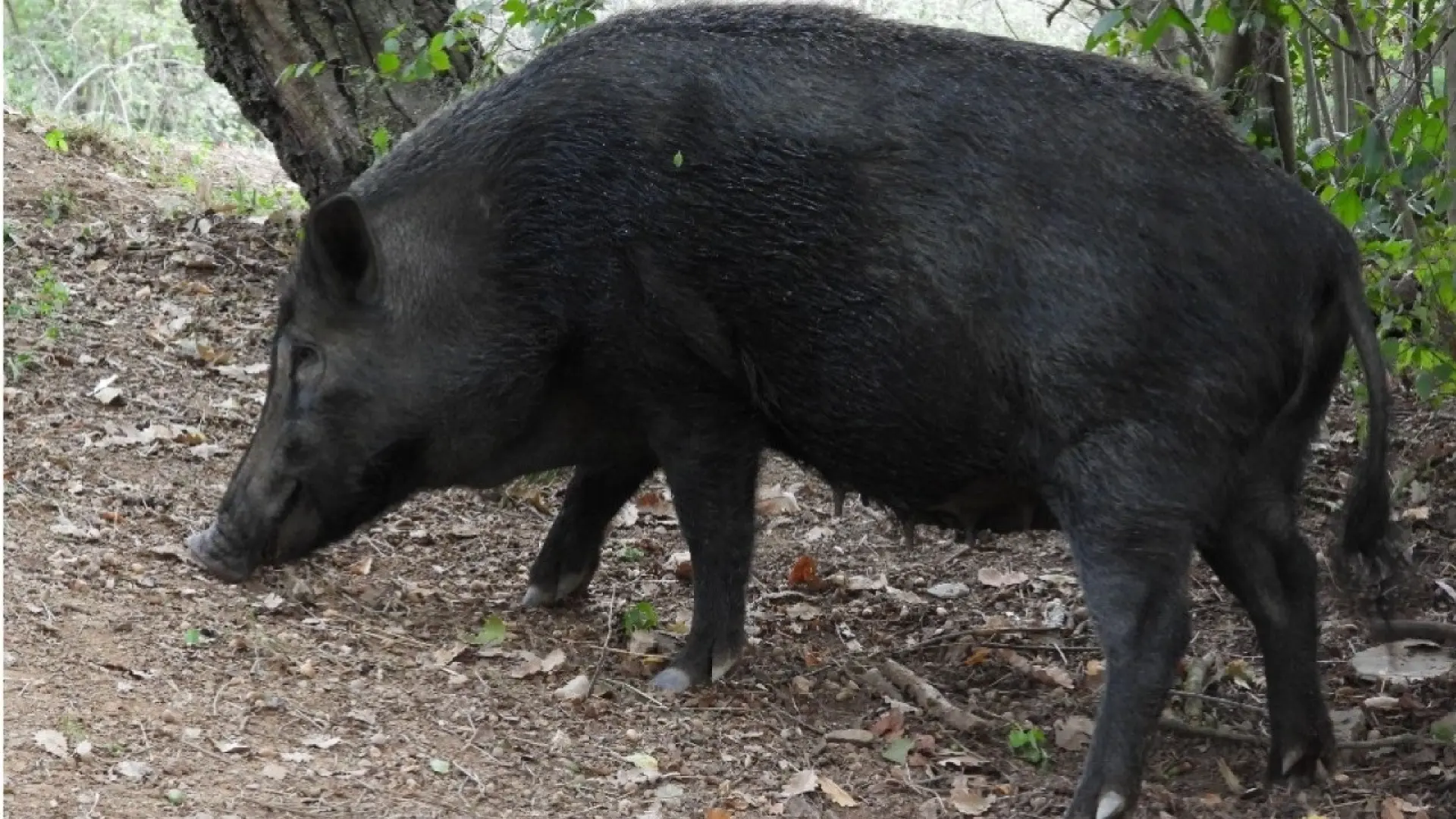 Detectan dos nuevos casos de peste porcina en zona de riesgo en Cataluña