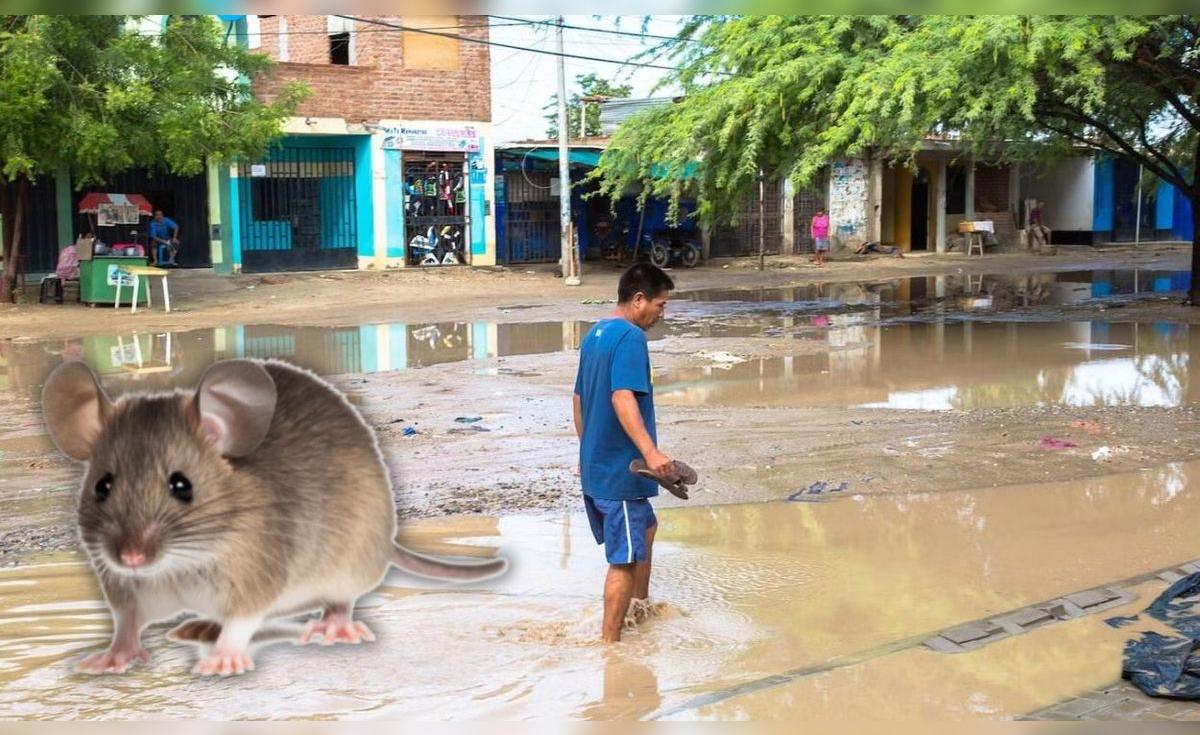 Leptospirosis en Perú alcanza récord de muertes y hospitalizados en 2026