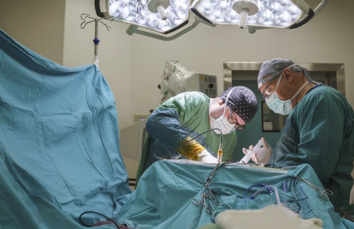 Estudian estrategia con anticuerpos para reducir toxicidad en trasplantes de células madre