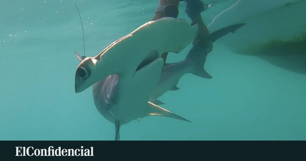 Capturan tiburón considerado extinto en el 'Paraíso de Darwin'