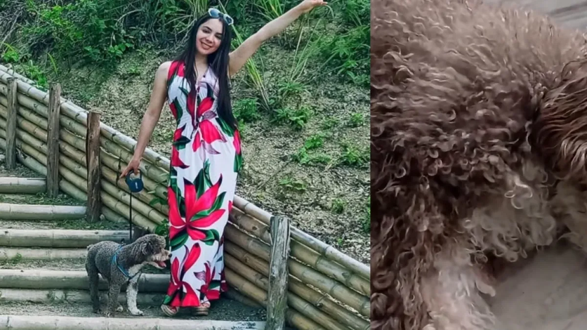 Perrito salvado del terremoto viajará a Pasto