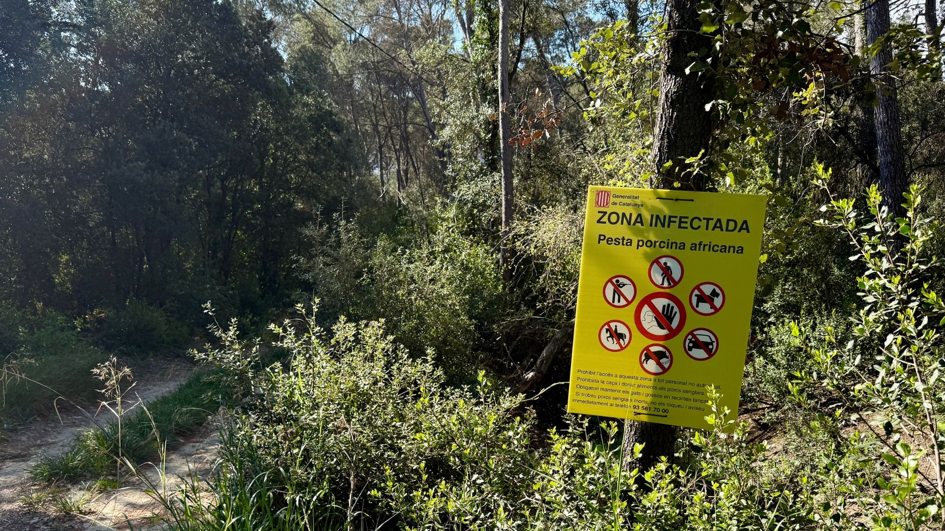 Dos nuevos casos de peste porcina africana en Barcelona