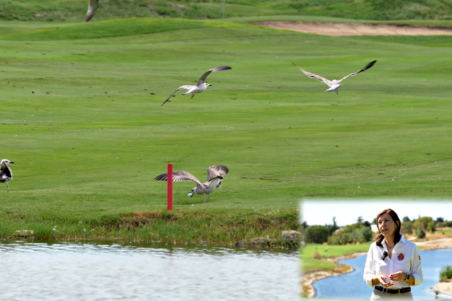 Reglas: qué hacer si un pájaro se lleva tu bola de golf