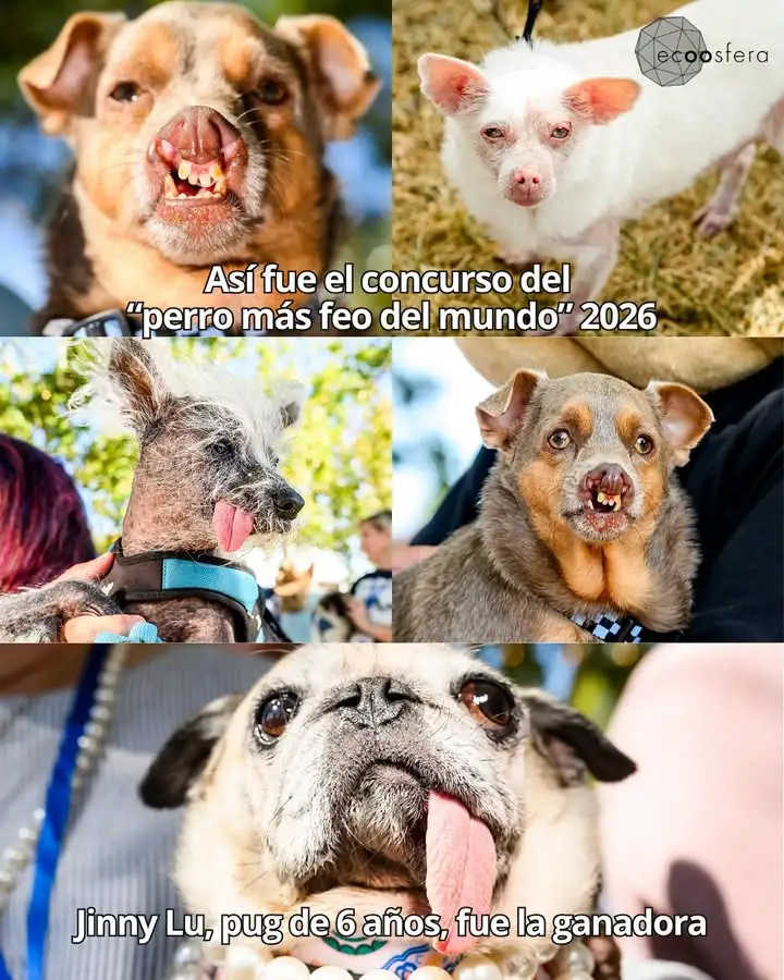 Jinny Lu, pug rescatada, gana concurso de perro más feo