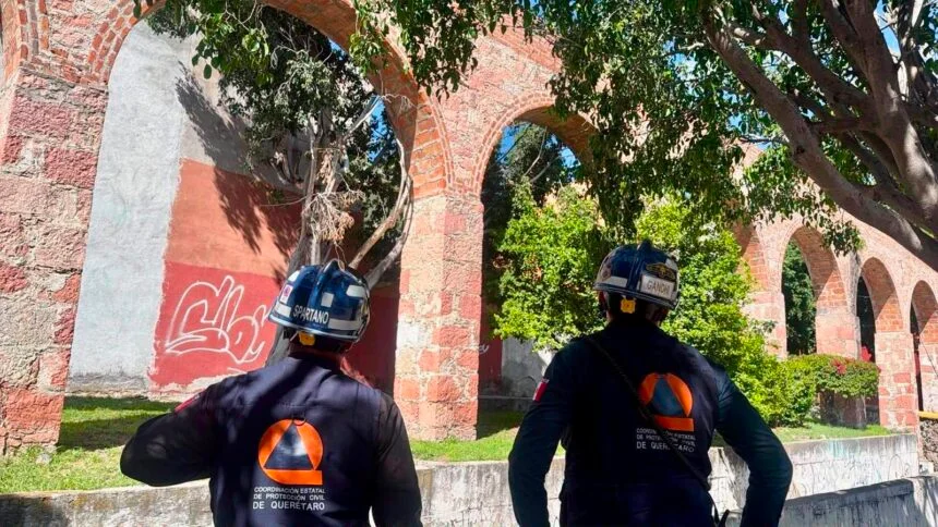 Protección Civil intensifica revisión de árboles tras caída en la Alameda