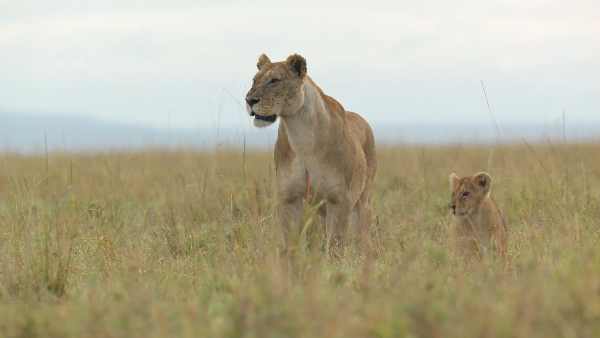 Jon Favreau habla sobre cómo adoptar la narración natural con ‘Lion’ de Nat Geo