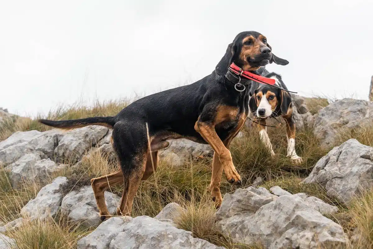 Ordenan la retirada urgente de un GPS para perros por emitir con una potencia radiada seis veces superior al límite legal