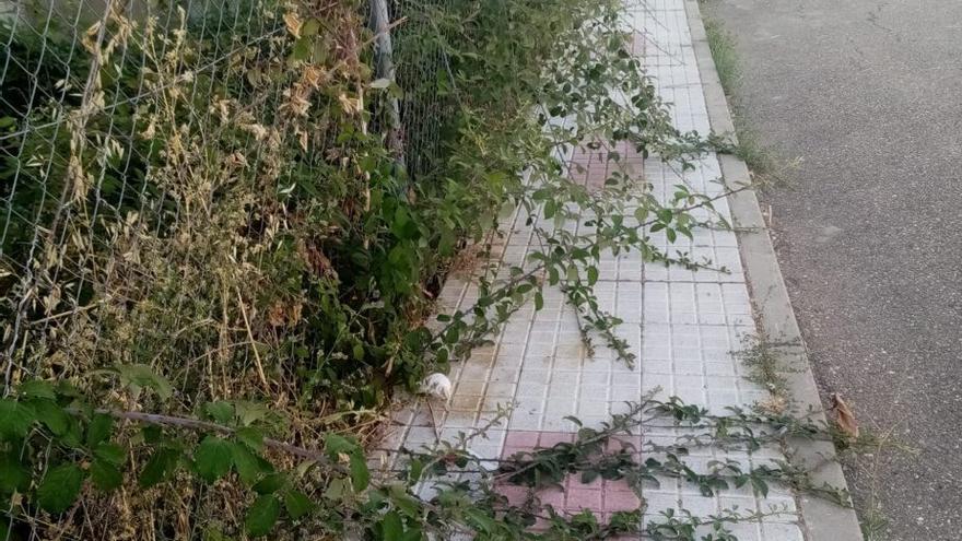 IU Benavente traslada quejas por falta de limpieza de solares
