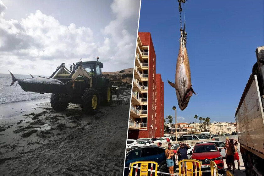 Varamiento de atunes de 300 kilos en playas de Torrevieja y Orihuela