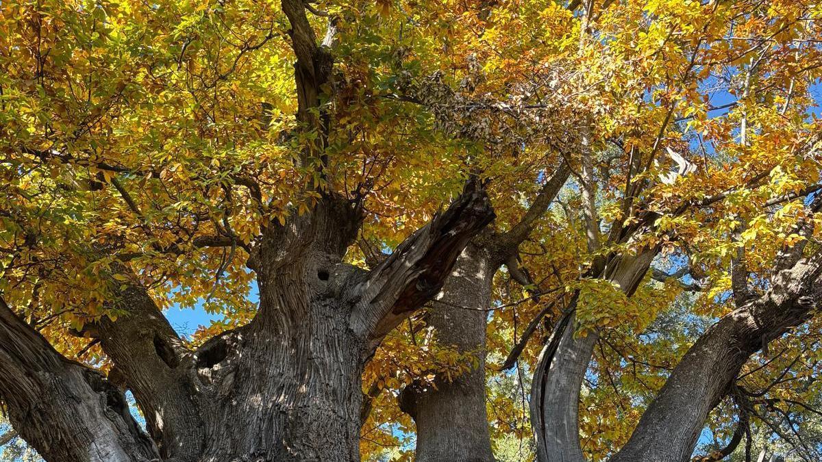 Ruta por árboles singulares en ocho municipios de Málaga