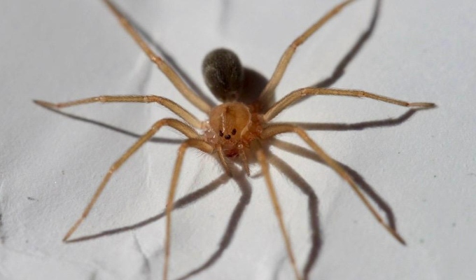 Joven de 15 años muere tras mordedura de araña en Arequipa