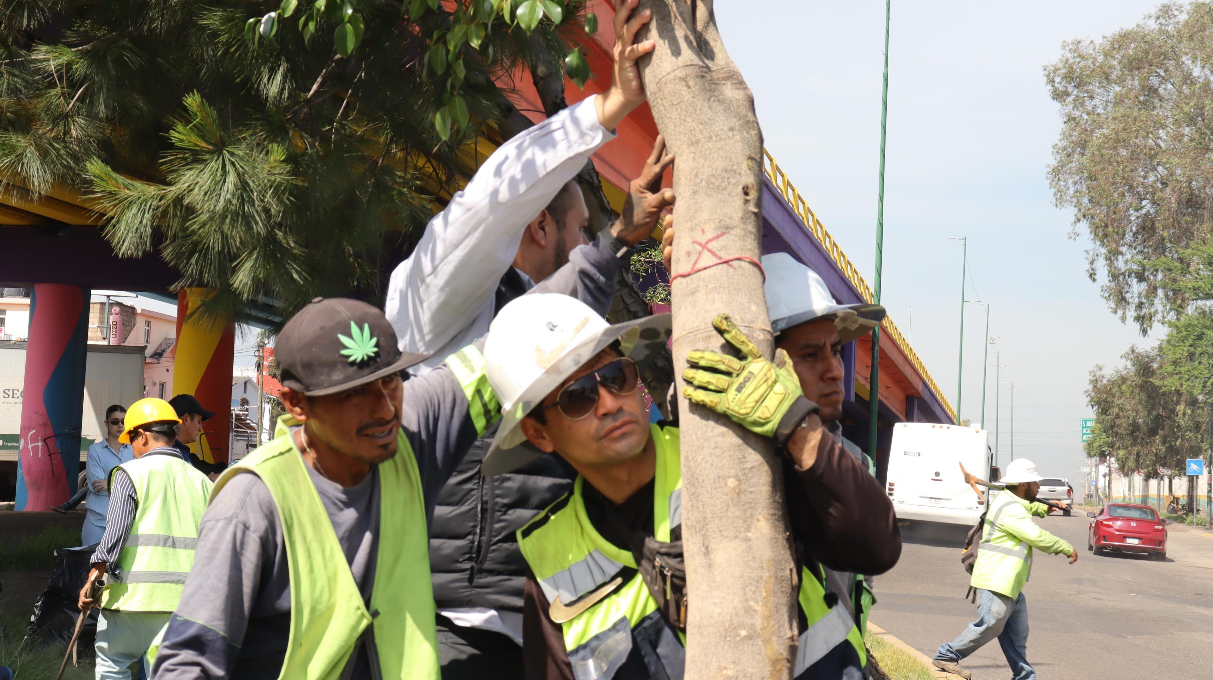 Trasplantan árboles retirados de ruta del Morebús en Morelia