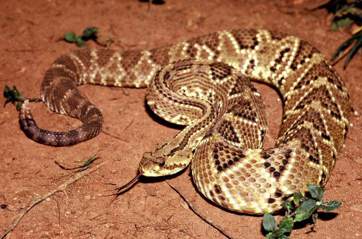Mordeduras de serpiente causan más muertes y discapacidades de lo estimado