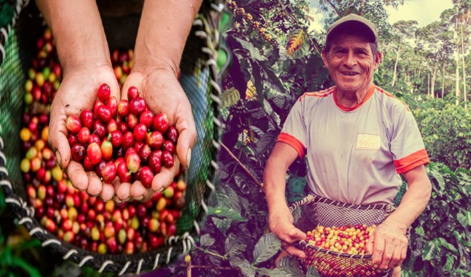 Perú registra récord en exportaciones de café y beneficia a 223 mil familias