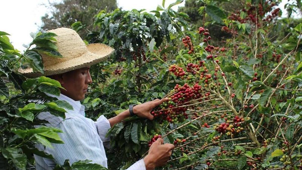 Producción mundial de café afectada por terremoto en Colombia y El Niño