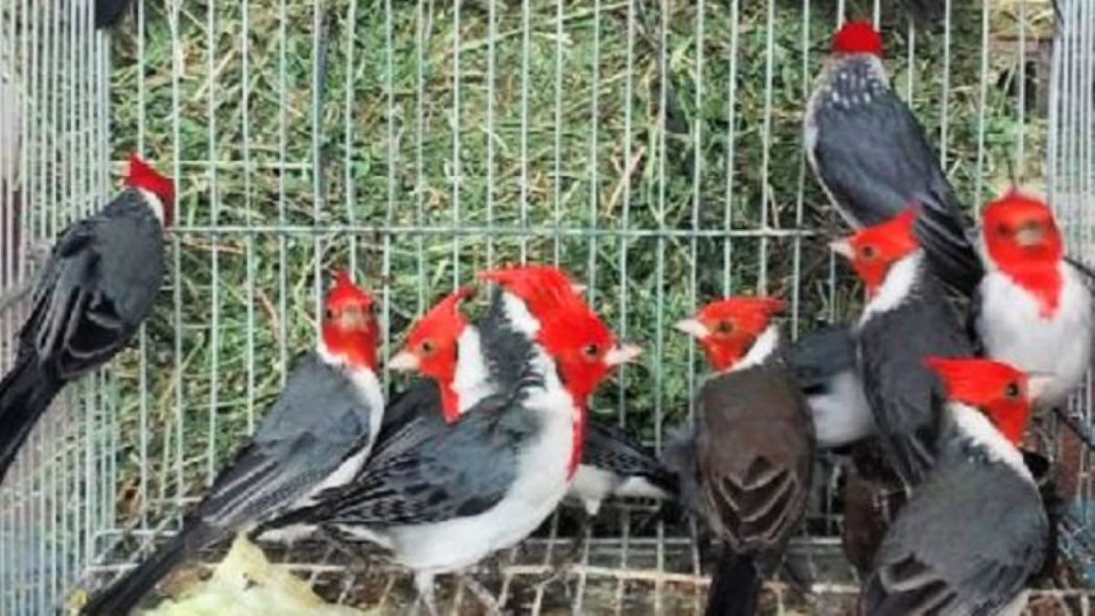 Rescatan y liberan 227 aves protegidas en Entre Ríos