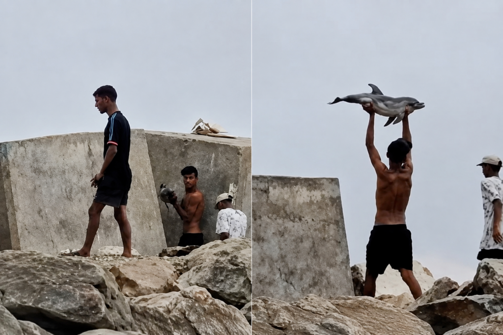 Inmigrantes ilegales capturados con un delfín muerto