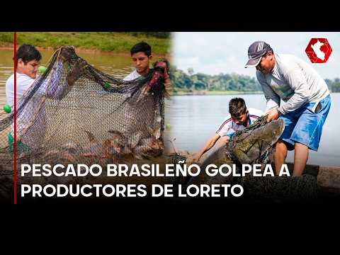 Contrabando de pescado brasileño afecta a productores de paiche en Loreto