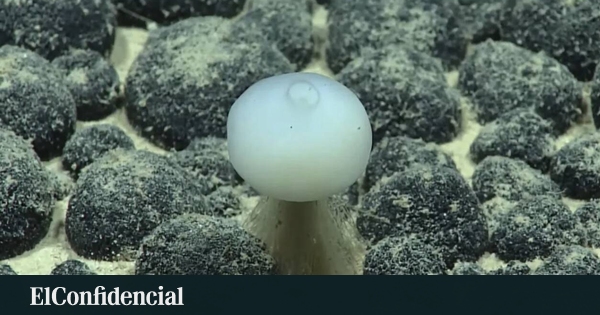 EEUU descubre criatura de cristal en exploración de profundidades oceánicas