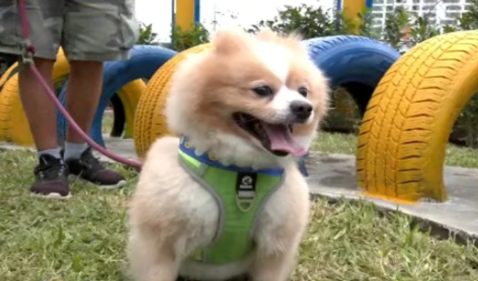 Breña inaugura parque exclusivo para mascotas con áreas de juegos y recreación