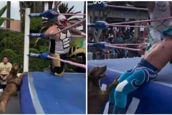 Perrito destaca durante función de lucha libre y conquista al público